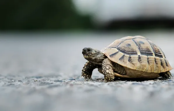 Background, turtle, walk, bug, land