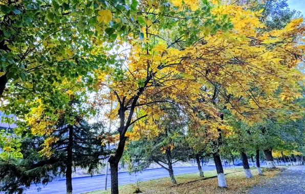 Autumn, trees, yellow, nature, green, tree, green, street