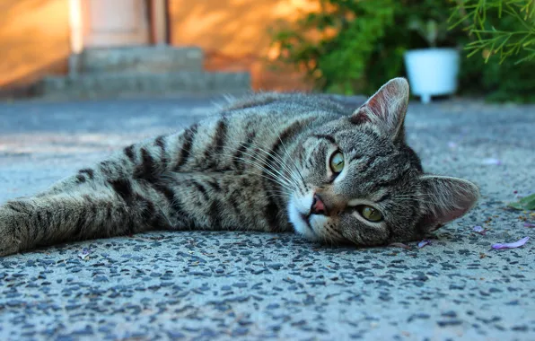 Cat, cat, look, face, pose, house, stay, yard
