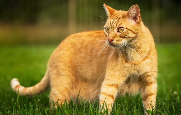 Cat, grass, cat, red, walk