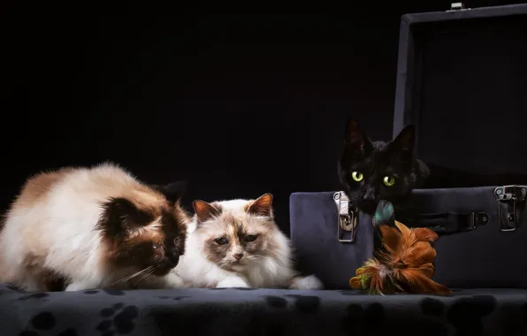 Picture cat, cat, the dark background, suitcase, trio