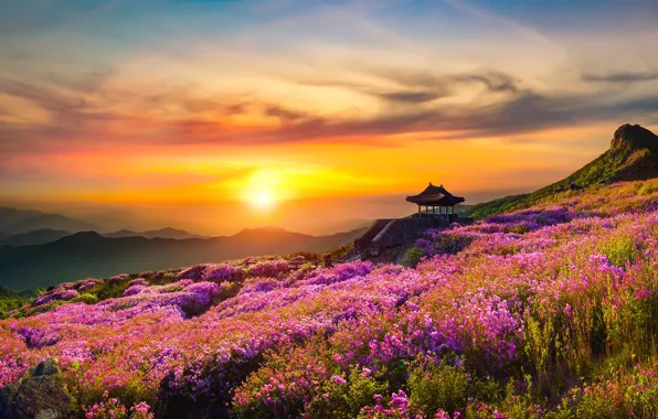 Summer, the sky, the sun, clouds, light, sunset, flowers, mountains