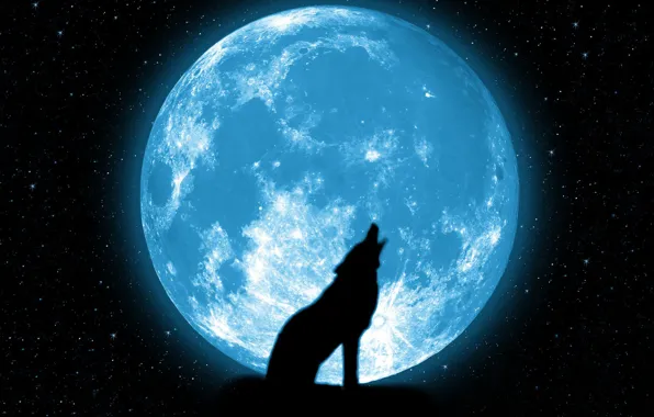 Stars, the moon, wolf, beautiful, howl