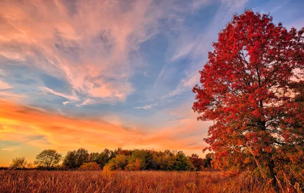 Field, autumn, trees, foliage, the crimson