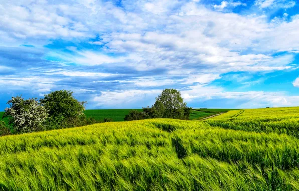 Wallpaper summer, ears, trees, blue sky, field, dal, cereals, hills