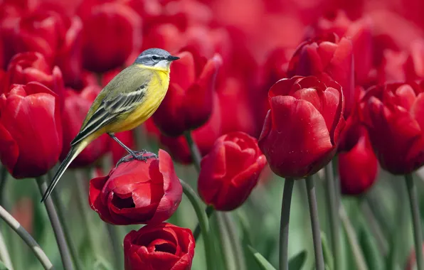 Picture flowers, tulips, bird
