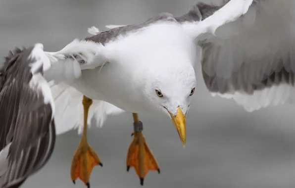 Picture flight, nature, bird