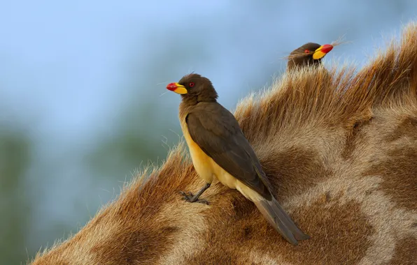 Picture bird, two, hairs, skin, pair, buff Starling, cheap and cheerful, the giraffe's neck