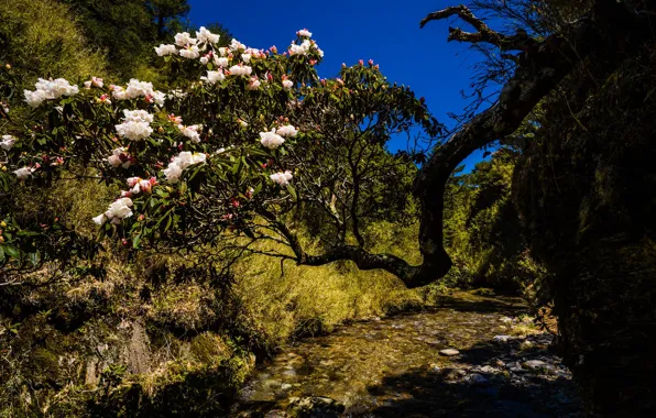 Flowers, nature, blue, thickets, hills, beauty, branch, spring