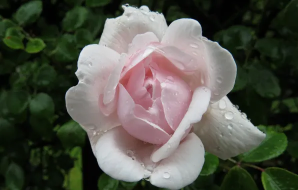 Picture drops, Rosa, rose, petals, garden