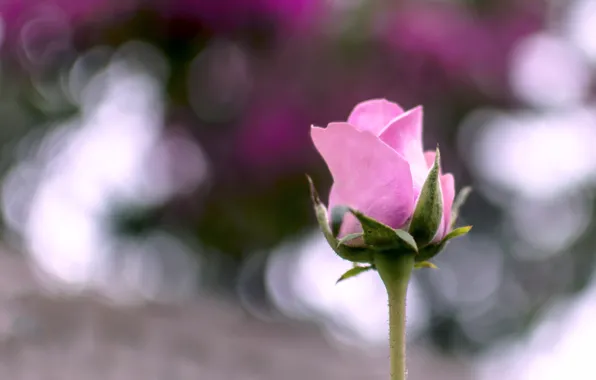 Flower, summer, macro, pink, rose