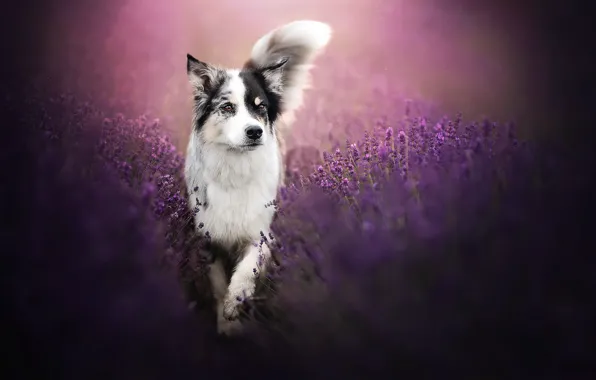Nature, each, dog