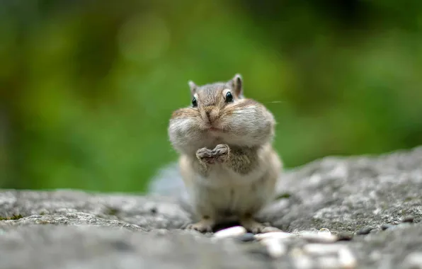 Rock, forest, squirrel