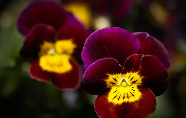 Flowers, Pansy, two-tone, viola, red with yellow