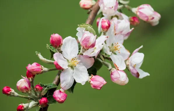 Macro, flowers, branch, spring, pink, white, Apple, buds