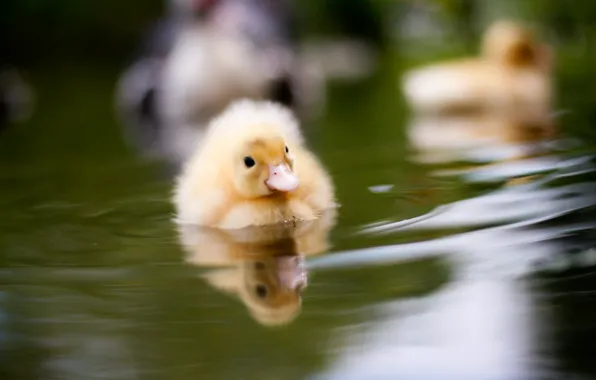 Water, nature, duck