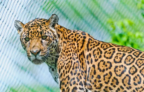 Picture look, predator, Jaguar