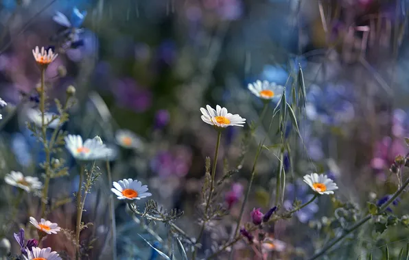 Field, grass, flowers, chamomile, meadow