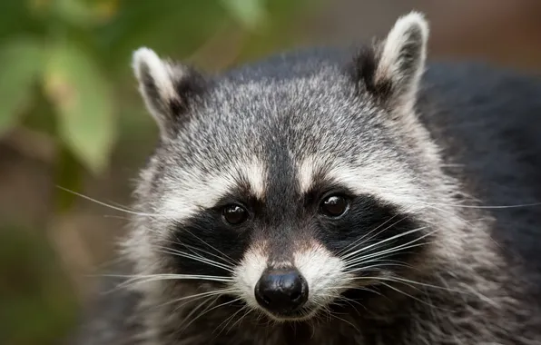 Look, face, raccoon