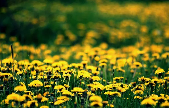 Picture flowers, glade, spring, yellow, dandelions, flowering, spring