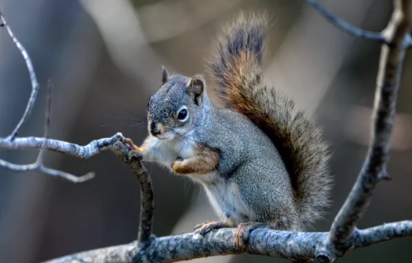 Branches, protein, rodent