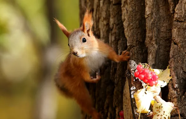 Look, nature, pose, berries, background, tree, protein, muzzle
