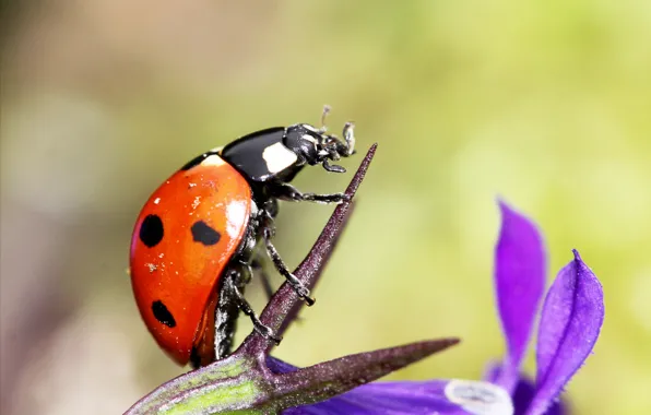 Picture flower, nature, plant, ladybug