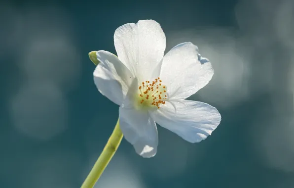 Flower, macro, background, Fleur Walton