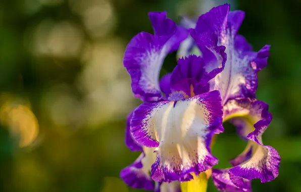 Flower, summer, background, Sunny, iris