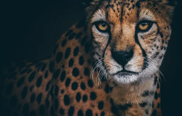 Look, portrait, Cheetah