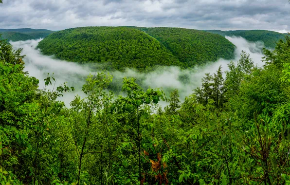 Picture forest, fog, gorge, PA, The Grand Canyon, Pennsylvania, The Grand canyon of Pennsylvania, Pine Creek …