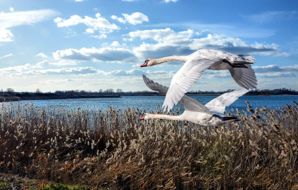 The sky, grass, clouds, flight, birds, shore, pair, Swan