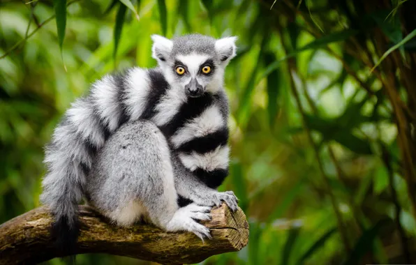 Look, tree, tail, lemur, Katta