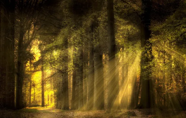 Picture forest, summer, the sun, rays, light, branches, nature, foliage
