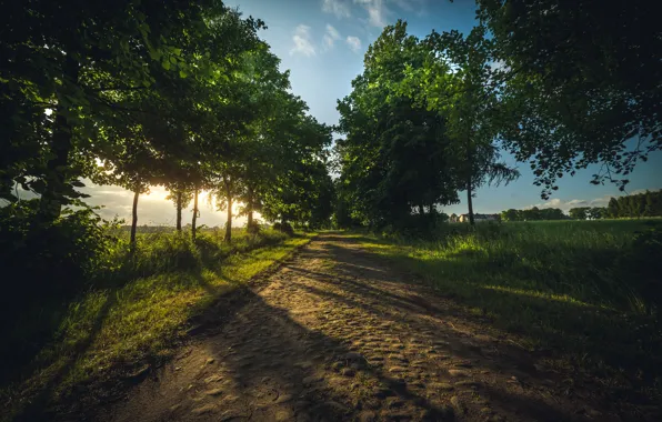 Road, greens, field, summer, foliage, houses, alley, crown