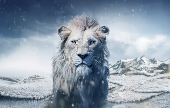 Winter, Leo, the lion king, Mufasa: The Lion King