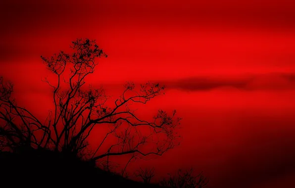 Picture landscape, red, tree