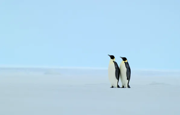 Picture winter, snow, penguins
