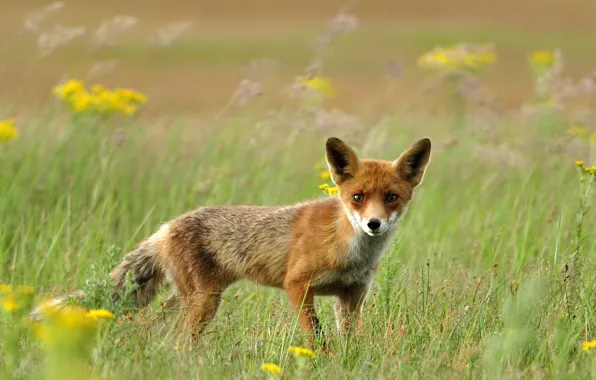 Picture field, grass, Fox, red, Fox