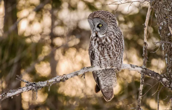 Trees, branches, owl, bird, bokeh, owl