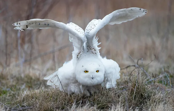 Grass, look, owl, bird, wings, white, stroke, polar