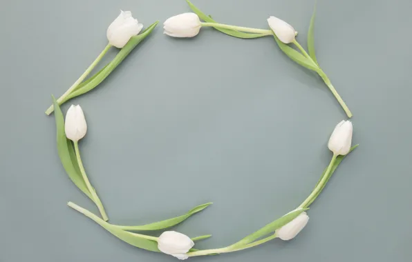Flowers, Tulips, buds