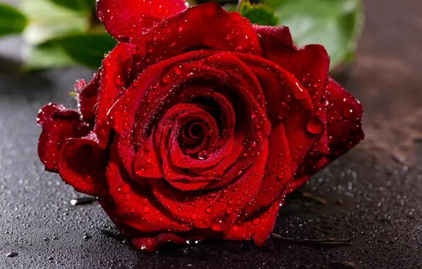 Picture flower, drops, close-up, red, rose, wet, Bud, bokeh