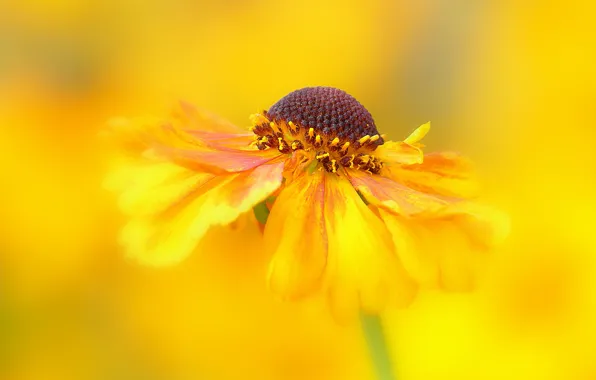 Flower, macro, yellow, background, blur, gelenium