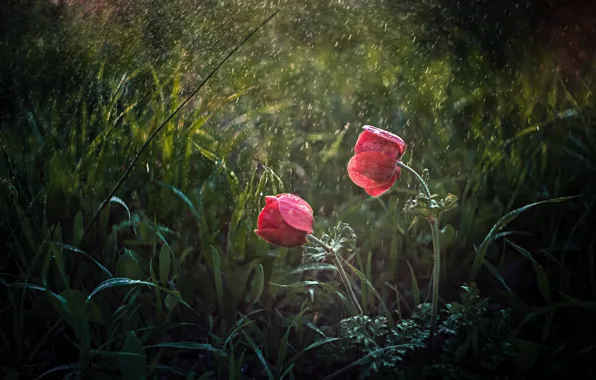 Picture flowers, summer, rain