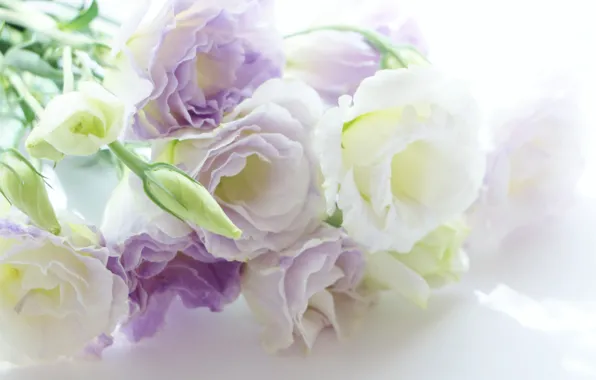 Flowers, background, flowers, background, eustoma, eustoma, white-lilac