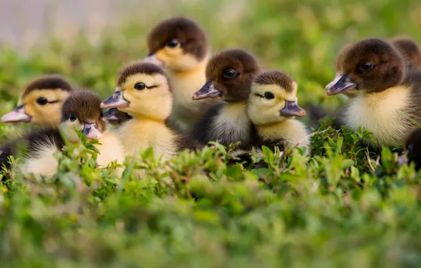 Grass, kids, ducklings, Chicks