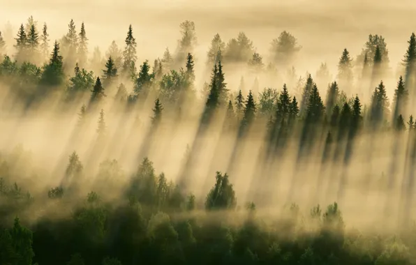 Forest, fog, morning