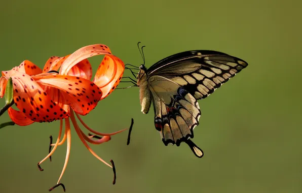 Flower, macro, butterfly, wings, beautiful, closeup
