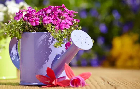 Picture flowers, lake, buds